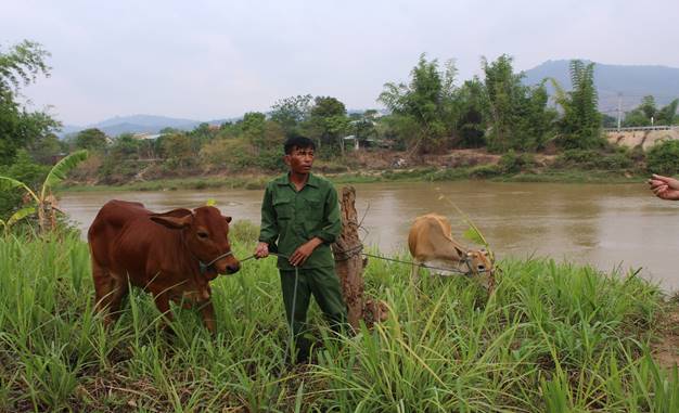 Anh Thái Văn Hùng, huyện Kon Rẫy được vay vốn từ Quỹ ANTT tỉnh Kon Tum để phát triển chăn nuôi
